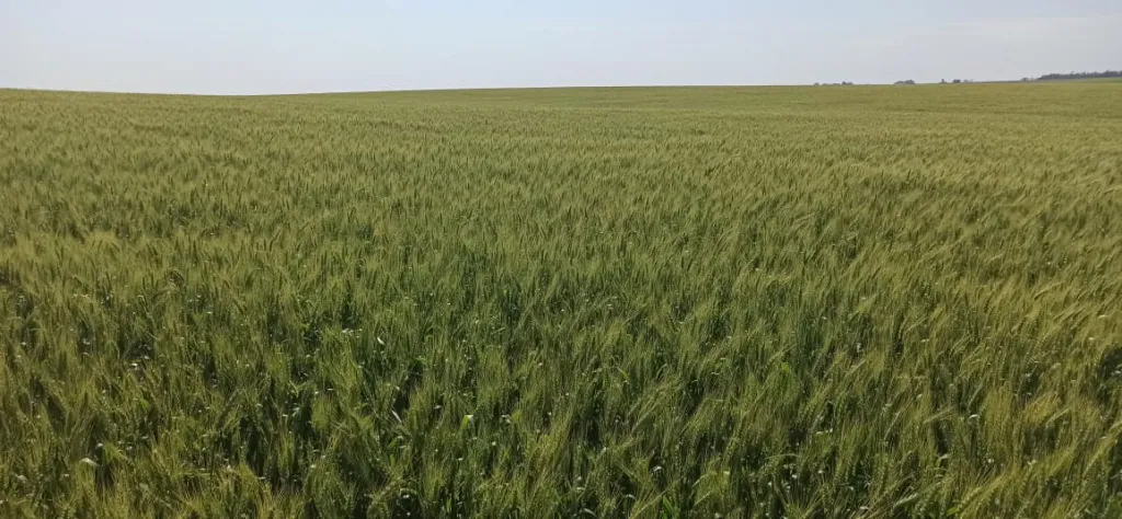 Vendo Campo Agrícola de 824 Hectáreas en Santa Rosa del Monday - CLCS7334533 — foto 2