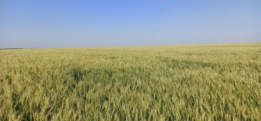 Vendo Campo Agrícola de 824 Hectáreas en Santa Rosa del Monday - CLCS7334533 — foto 3