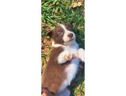 Border Collie chocolate