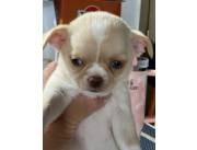 Chihuahua mini hembra Blue