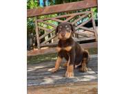 DOBERMAN
