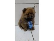 CHOW CHOW HEMBRA Y MACHO