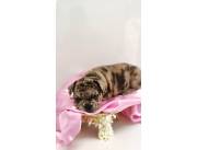 BULLDOG FRANCES BLACK MERLE HEMBRA