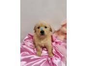 GOLDEN RETRIEVER RAZA PURA HEMBRA Y MACHO