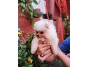 LULU POMERANIA HEMBRA MINI