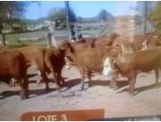 Socio con capital para exportación de carne vacuna raza angus argentina a eeuu