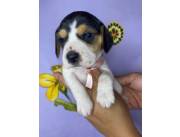 BEAGLE / BEAGLES