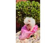 LULU POMERANIA