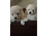 Cachorros Pomerania raza pura