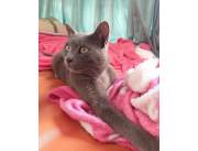 Vendo hermosos gatitos de raza azul russo