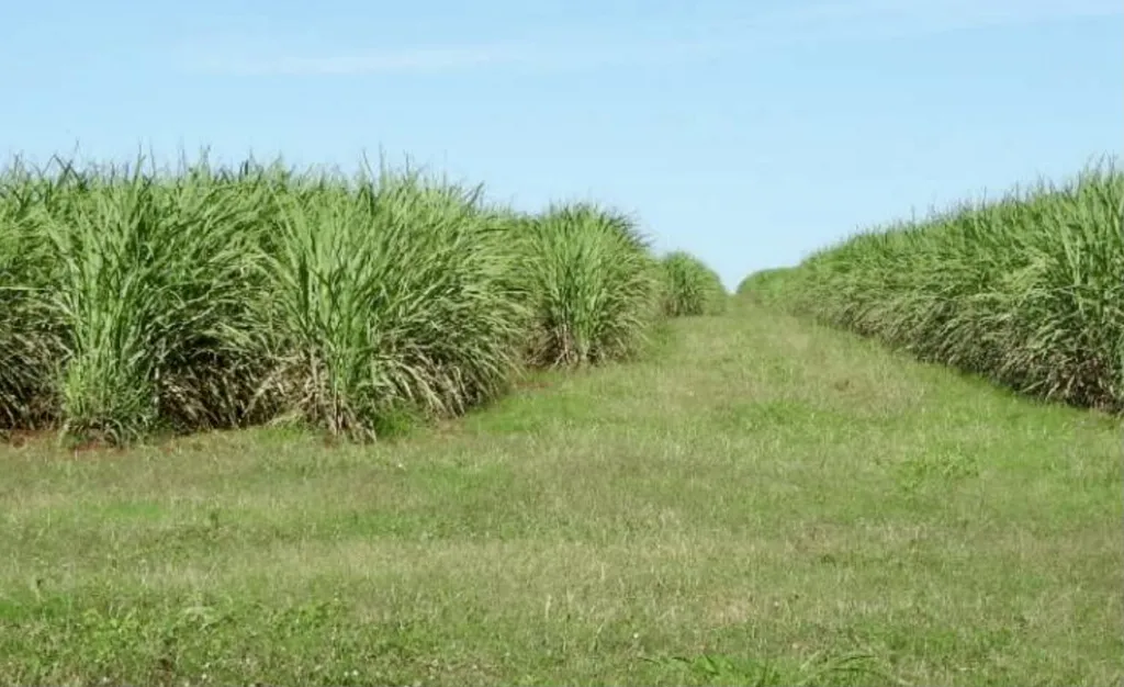 Campo AgrícolaGanadero en Quyquyho - 745 Ha. — foto 2