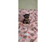 My pet veterinaria vende hermosos y tiernos cachorros de raza pura yorkshire miniatura