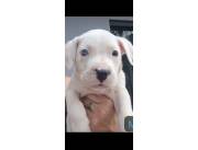 dogo argentino de 2 meses
