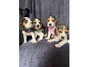 Beagles