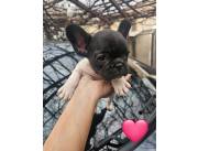 BULLDOG FRANCES