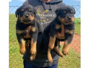 ROTTWEILER HEMBRA Y MACHO