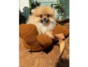 POMERANIA HEMBRA MINI