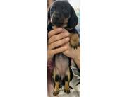 Vendo 2 cachorros de la raza teckel