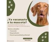 Veterinario a domicilio
