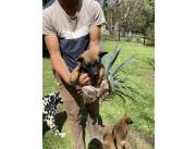 Vendo Hermosos Cachorros Pastor Belga Malinos