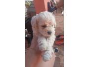 CANICHE / CANICHES