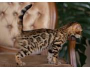Gatos bengalí de raza pura