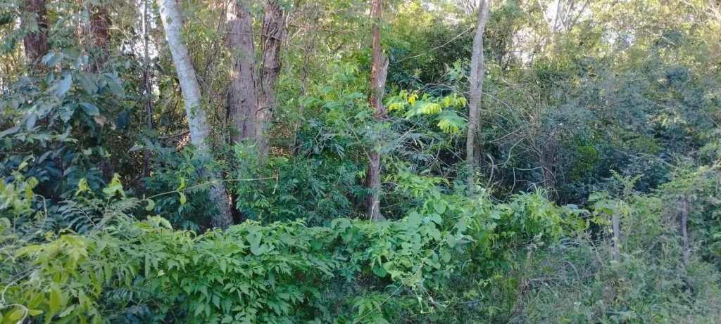 Vendo terreno a 18 minutos del centro de San Bernardino — foto 2