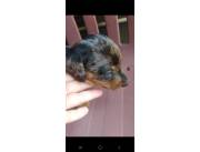 Salchi arlequín hembra