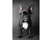 Bulldog Frances puros
