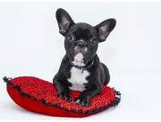 Bulldog Frances preciosos