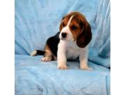 Beagle genetica pura