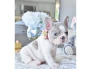 Bulldog Frances puros
