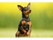 Pinscher puros