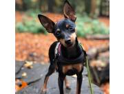 Pinscher preciosos y sanos miniaturas
