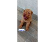 SHARPEI HEMBRA Y MACHO