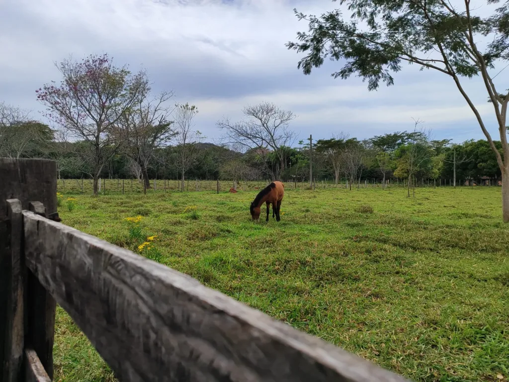 VENDO 15 HECTAREAS EN YAGUARON COD 3831 — foto 2
