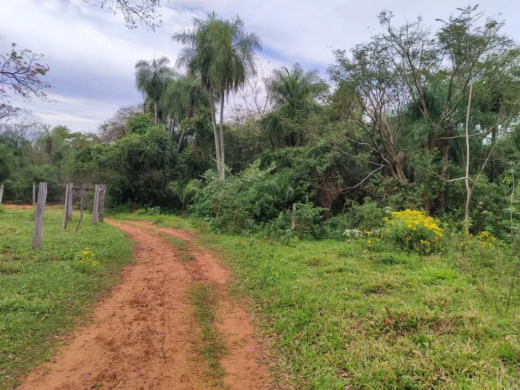 VENDO 15 HECTAREAS EN YAGUARON COD 3831 — foto 3