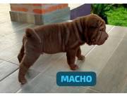SHARPEI