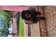 Chow Chow