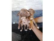 PITBULL CHOCOLATES