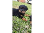 ROTTWEILER ALEMAN-VENDO