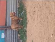 CACHORRO PIT BULL XXL