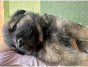 Vendo perro chow chow macho