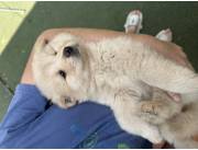 Vendo perro Chow chow blanco/crema