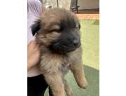 Vendo perro chow chow negro/marron hembra