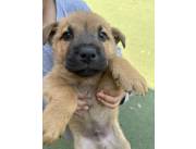 Vendo perro cachorro macho