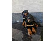 ROTTWEILER LINEA PREMIUN