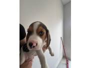 BEAGLE