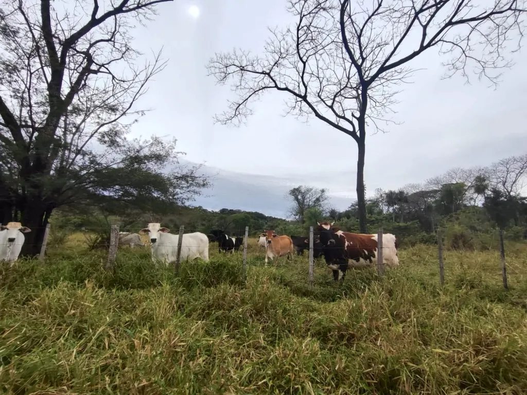 VENDO 15 HECTAREAS EN YAGUARON COD 3831 — foto 2