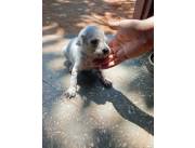 Cacharros Dalmata disponible